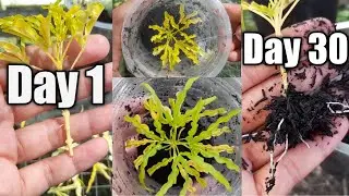 Brokoli Kuning/Golden Aralia : Cara Mudah Memperbanyak Brokoli Kuning Dengan Stek Pucuk