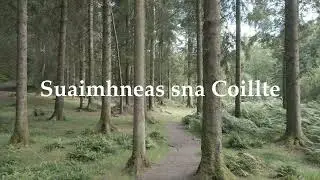 Suaimhneas sna Coillte - Joey Maguire