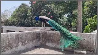 ♡peacock flying || Peacock Bird 🦚 eating his food 😋 || &ldquo;Wow amazing&nbsp;&rdquo; || it will  Make your Day!