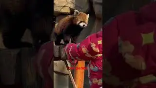 Do you know red panda? #adventure #funny