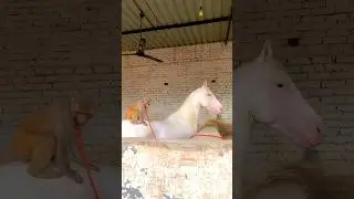 horse 🐎 and monkey 🐒 amazing friendship #horse #shots #viral #youtubeshorts