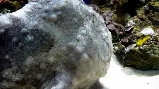 Walking rock sponge in the sea