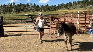 What is Little Dude&rsquo;s obstacle learning? Donkey Training