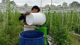 Tamang sukat sa insecticide, fungicide at foliar 🥰 share ko lang sa inyo mga ka farmers at viewers 🥰