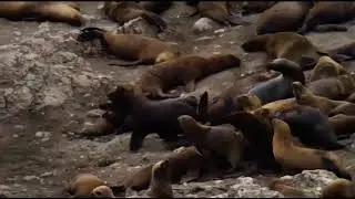 Male sea lions attacking pup | Sea Lion Attacks Baby