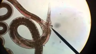 Heligmosomoides polygyrus mating