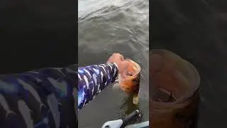 Rather Fish Than Be Rich #bass #fishing #shortvideo #shortsvideo #shorts #short