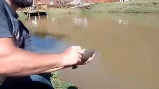 Testando o anzol auto flip, simplesmente sensacional.