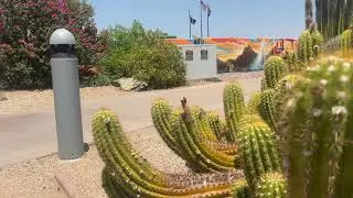 AZ Plant Reviews - Argentine Giant (Echinopsis candicans)