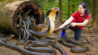 Harvesting Millions Giant Amazon Cobra & Go to Market Sell | Valley of Snakes, Pythons | L&yacute; Thị Hằng