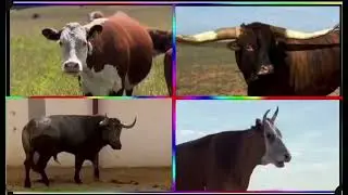 Funny Cows VS Funny Buffalo VS Funny Buls VS Tiles Hop EDM Rush