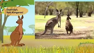 Meet the Animals || The Amazing Jumpers from Down Under || Kangaroos 🦘🦘