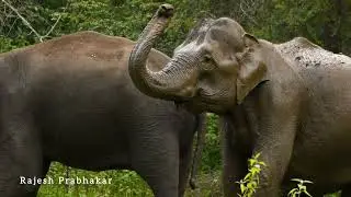 Encounter with a huge male elephant