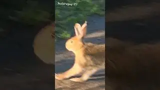 FAST HARE! #youtubeshorts #nature #bunny #shorts #wildlife #video