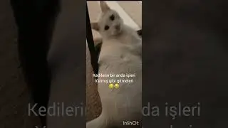 Aklıma geldi bi şey😂😂 #cat #pamuk
