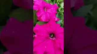 sweet flower garden ||💛💛💛💛#youtubeshorts #flowers #flowergarden #nature #trending #viral 💛💛