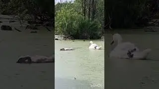 Пушистик налегает на ряску.