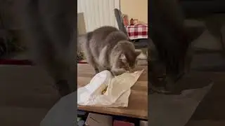 Kacey hates garlic bread. #australia #cats #catmomlife #catmom #kitty #kitten