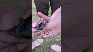 cangrejito