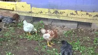 The Painted Hen - 45 Baby Chicks First Taste Freedom