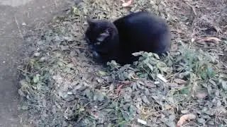 Черный кот с очень зелеными глазами # Black cat with very green eyes
