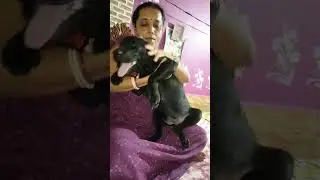 pet lover #doglover