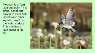 Project 25 The birds of Knuckey Lagoon Conservation Reserve, Darwin,Australia