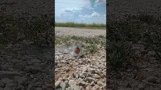 Fireworks VS Bucket