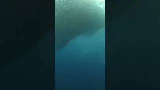 Swarm of Sardines!!! #sardinerun #scubadiving #bohol #napaling