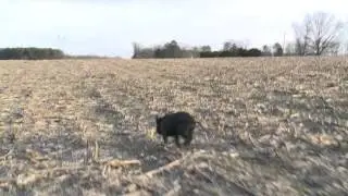 Pig on the run for .gif
