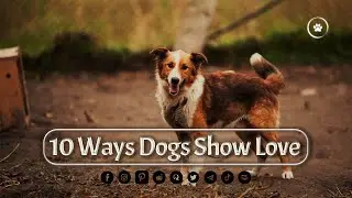 10 Ways Dogs Show Love | Dog Behavior