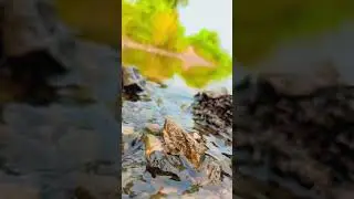 Wonderful water flow lovely wave #song # #bollywood #love #nature #hindisong #flowers #villagelife