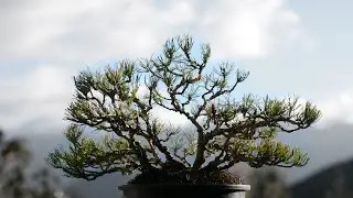 Mugo Pine in Ikadabuki (Raft) Style - Arkefthos Bonsai