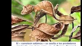 HABLAME DE FRENTE +EL NITIDO =BACHATA