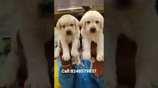 Lab puppies available for sale in madurai transportation possible all over Tamil Nadu