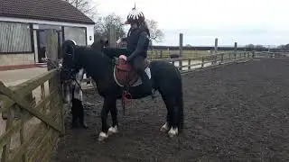 #Llafar Rock-Queen #M&M #welsh SHP #pony Playing 