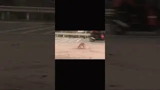 Watch this video this cat what to do ? who are know ?