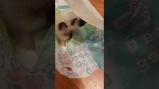 Первое посещение пакета)