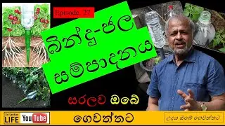 Ep 27. නිවසේ ඉවතලනදෑ භාවිතයෙන් සරල බින්දු-ජල සම්පාදන ක්‍රමවේදයක් | A simple drip-irrigation system.
