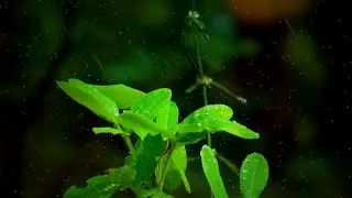 Rain Sounds on Green Leaves | Relaxing Nature Ambience for Sleep & Meditation