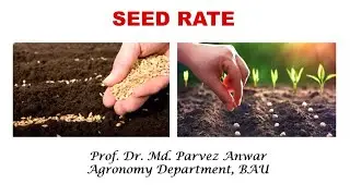 Seed Rate