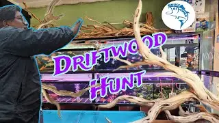 Driftwood hunting | AQUA FREAK NEPAL | HOUSE OF FISHES