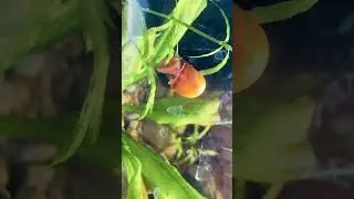 Red Ramshorn Snail