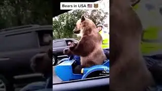 USA bear vs Russian ￼bear meme