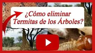 C&Oacute;MO ELIMINAR LOS COMEJENES QUE SE ENCUENTRAN EN LOS &Aacute;RBOLES【TERMITAS】✔️