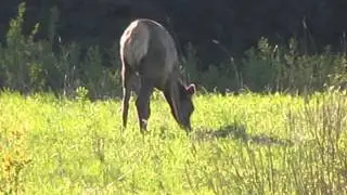 Elk Feeding In The Wild