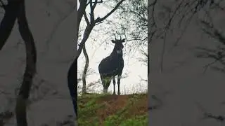 nilgai in dense forest #wildlife