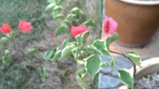 Autofocus Lumia Cyan