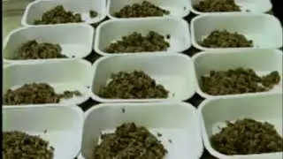Granules filling machine automatic trays filler