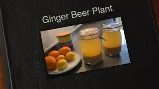 Making a Ginger Bug or Ginger Beer Plant.